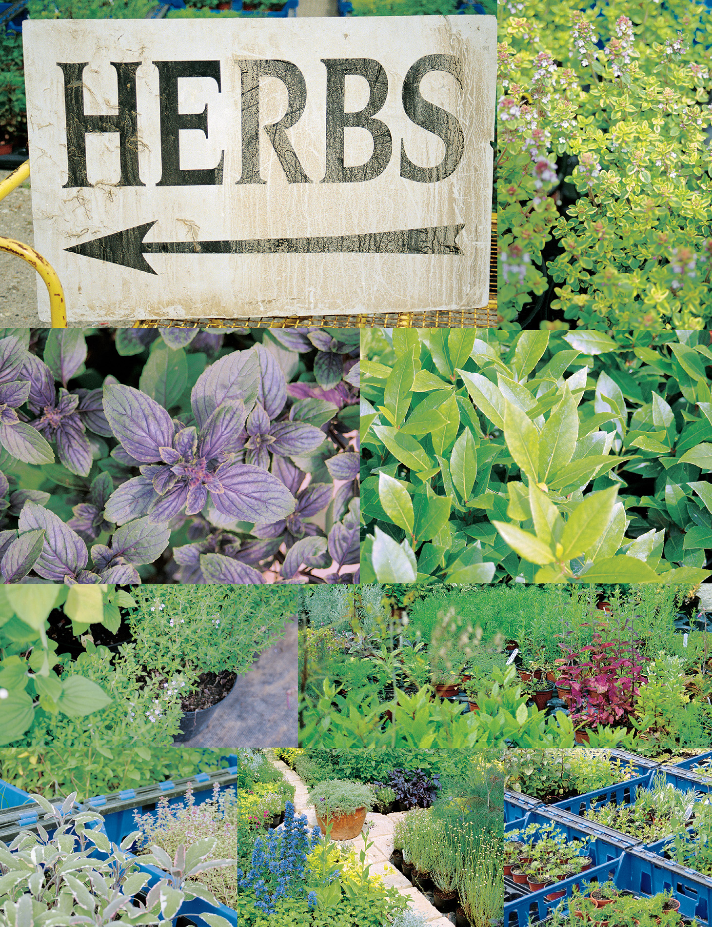 HERBS SPICES Fresh herbs Fresh herbs are a must you can use them in nearly - photo 11