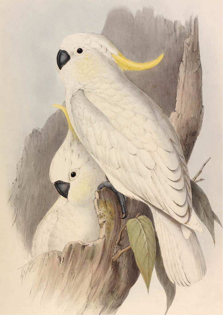 John Gould artist Henry Constantine Richter lithographer Crested Cockatoo - photo 4