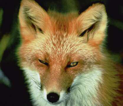 Red fox Vulpes vulpes The Fox in Nature The modern scientific names of the - photo 4