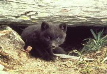 An Arctic fox cub in its den Aristotle believed foxes to be colder and less - photo 5