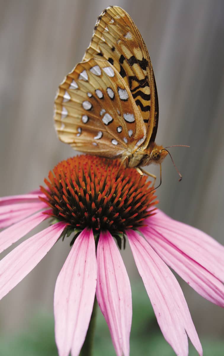 Container gardens can be designed to provide habitat and food for pollinators - photo 5