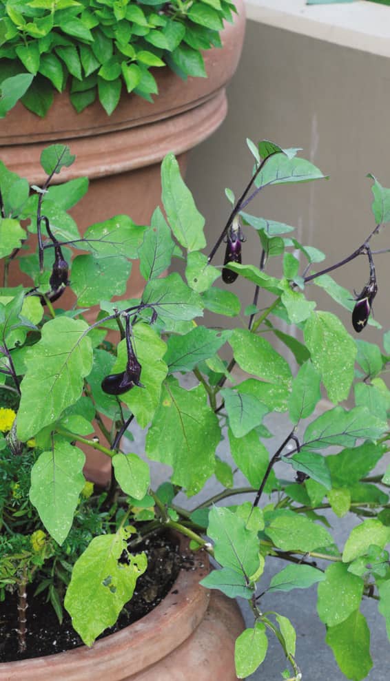 The point is whether youre gardening in a suburban neighborhood on the - photo 8