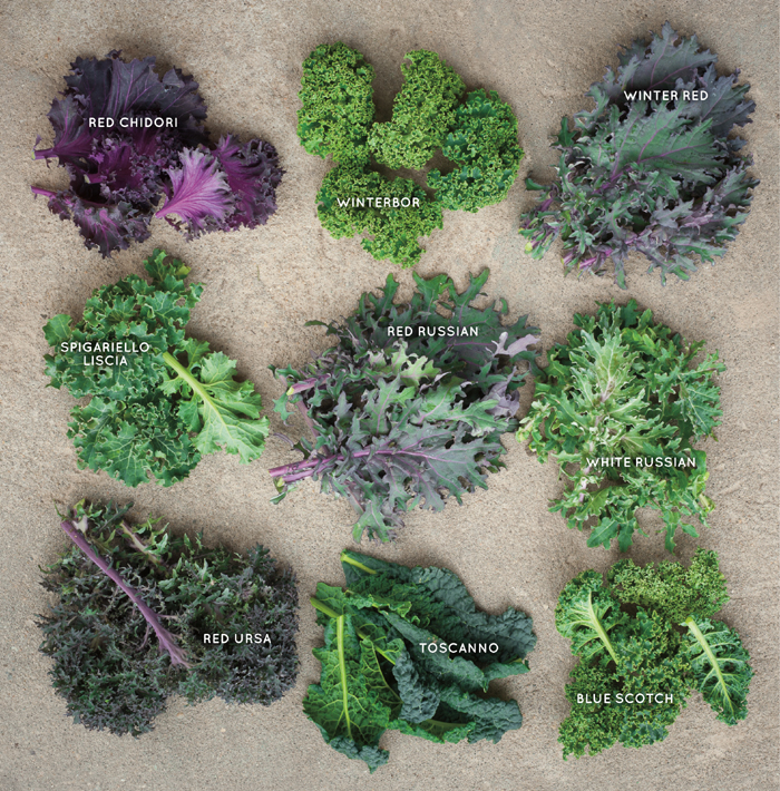 If you think youre confused now about what variety of kale to buy get ready to - photo 2