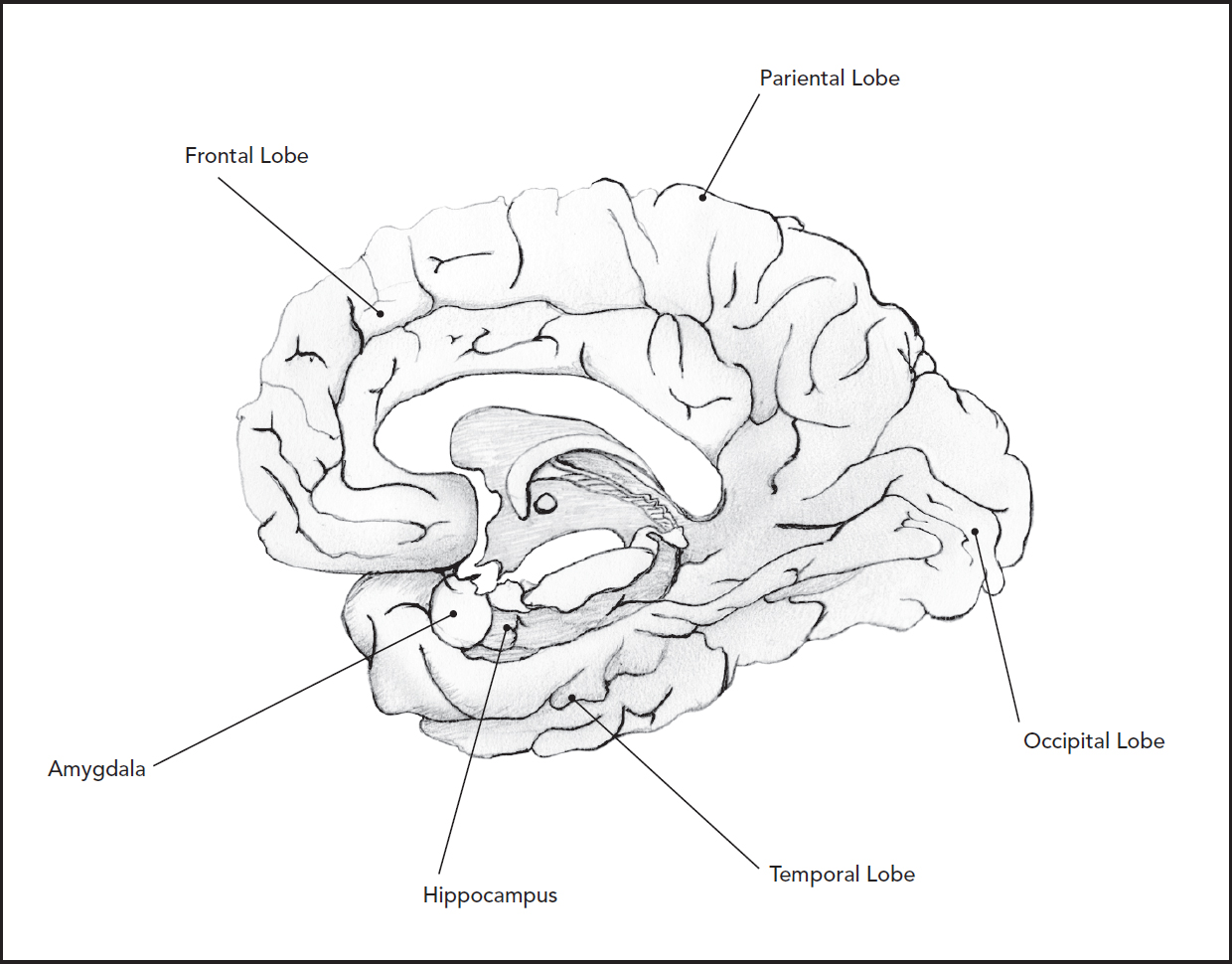 Medial cross-section of the brain Brain function segregated by lobe - photo 3