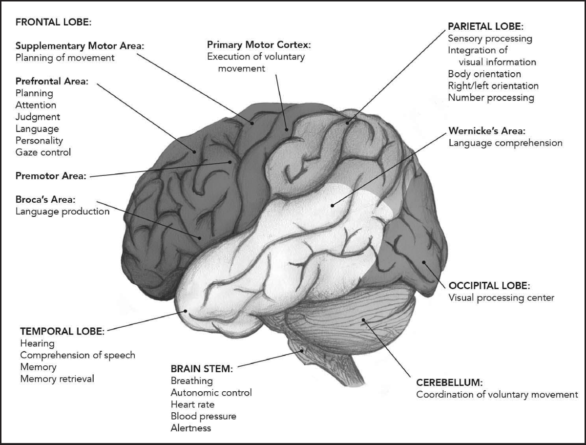 Brain function segregated by lobe INTRODUCTION The brain is a world - photo 4