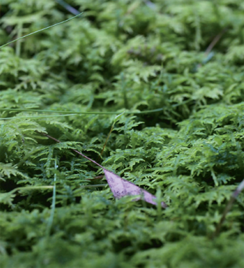 Minimal but even in the mossy environment surrounded by forests and lakes - photo 10