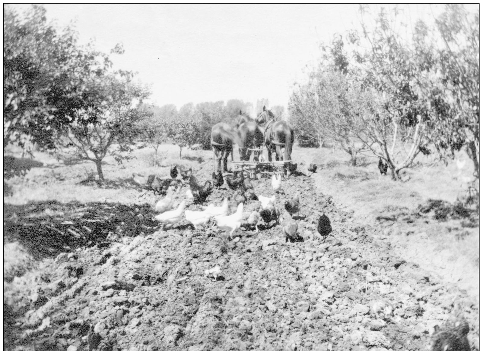 James Davenport an early pioneer plows the field to ready it for planting - photo 14