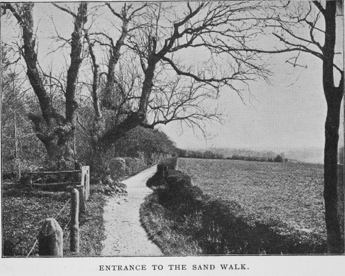 The Sandwalk the walking path installed by Charles Darwin at Down House from - photo 3