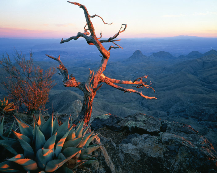 Last light on an agave and dead tree on the South Rim The trail starts from the - photo 3