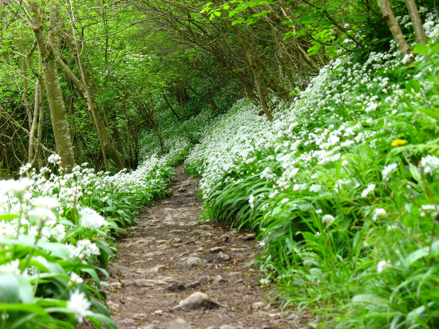 The primrose path gives way to the garlic path on Gower Of all the things you - photo 2