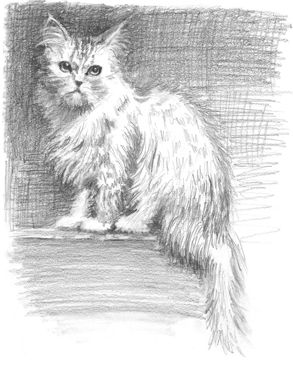 PERSIAN CAT Graphite on paper 11 812 28cm 22cm Collect Your Materials The - photo 5