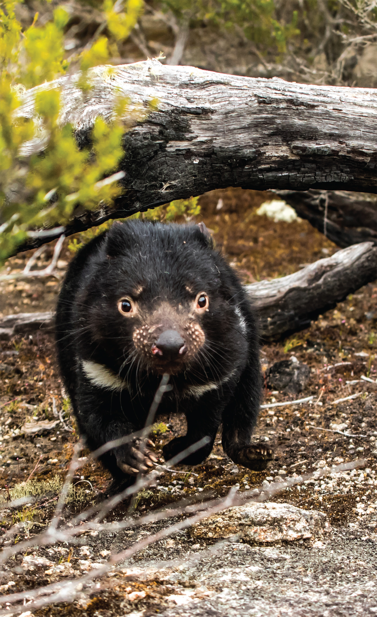 A curious young devil Tasmania is a beautiful island with lots of wild - photo 1