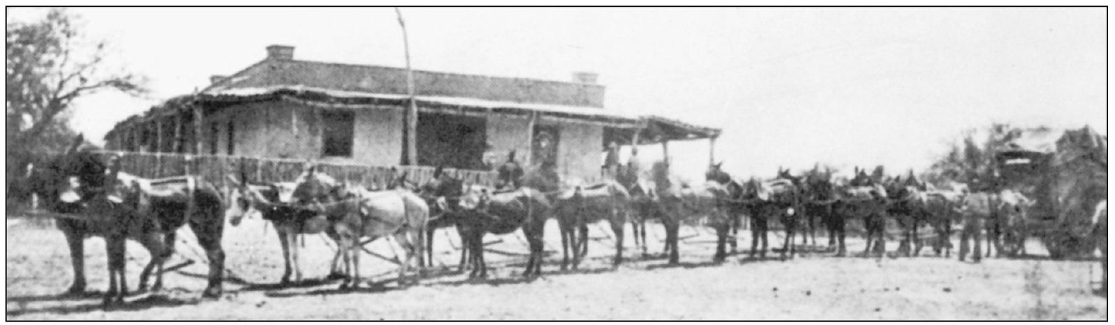 Great freight trains that had 3 or 4 wagons with 8 to 20 mules on each were - photo 3