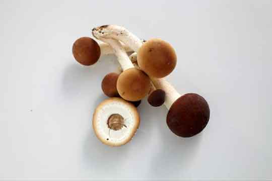 The pioppino mushroom grows in clusters on trees and is also known as the - photo 7