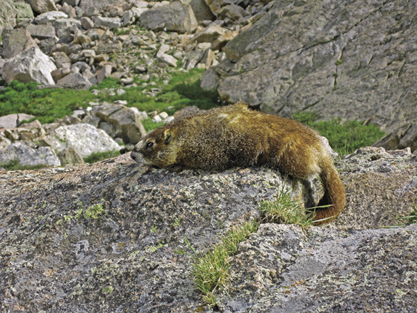 A yellow-bellied marmot stretches out on a rock above Columbine Falls Youll - photo 5