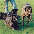 The Neapolitan Mastiff is one of the worlds most distinct breeds in both looks - photo 4