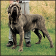 Learn the requirements of a well-bred Neapolitan Mastiff by studying the - photo 5