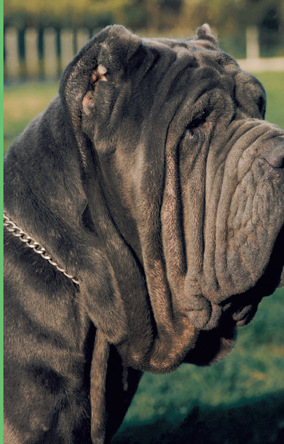 Large dogs like the Neapolitan Mastiff have been used as guard and war dogs for - photo 12