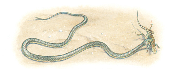Western racer Eastern garter snake What do snakes eat Live animals - photo 20