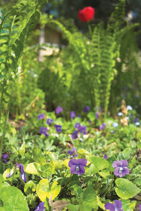 Violets are great companions to these native ostrich ferns These violets are - photo 2