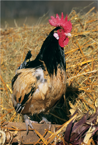 The field guide to chickens over 60 detailed breed profiles glossary classification table resource list fascinating 8000-year history - image 1