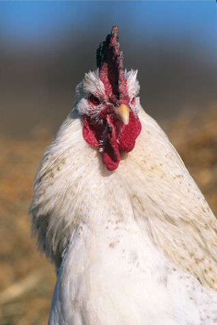 The Delaware is a dual-purpose fowl famed both for laying large brown eggs and - photo 6