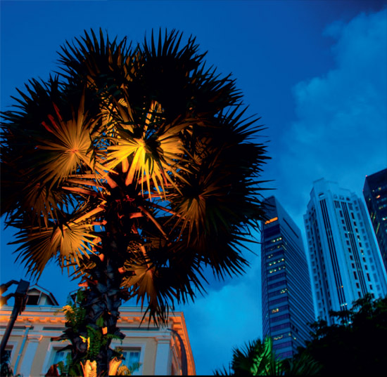 Old and new buildings in midtown illuminated with a fan palm in foreground - photo 2