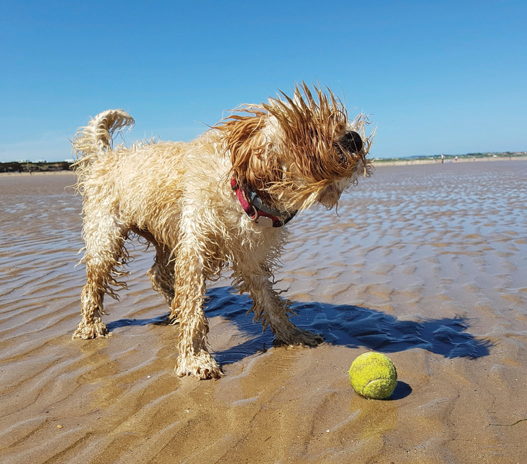 Dogs 500 pooch portraits to brighten your day - photo 5