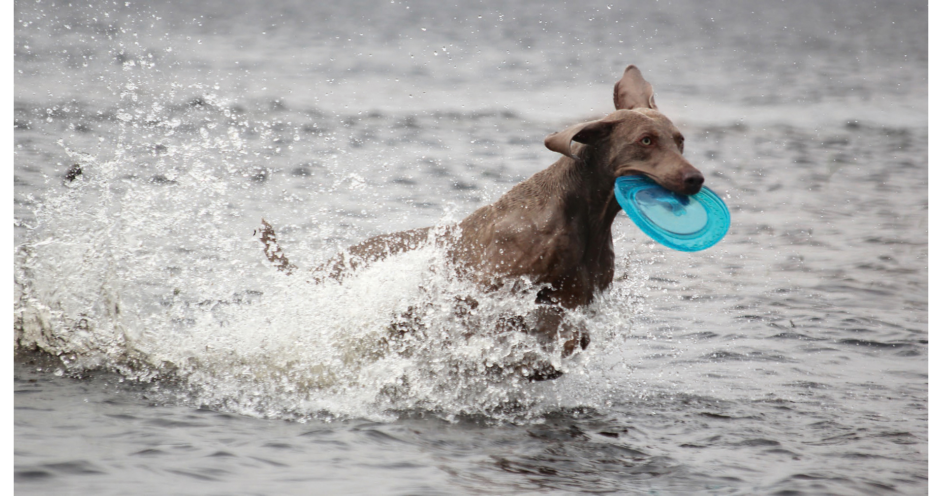 Dogs 500 pooch portraits to brighten your day - photo 6