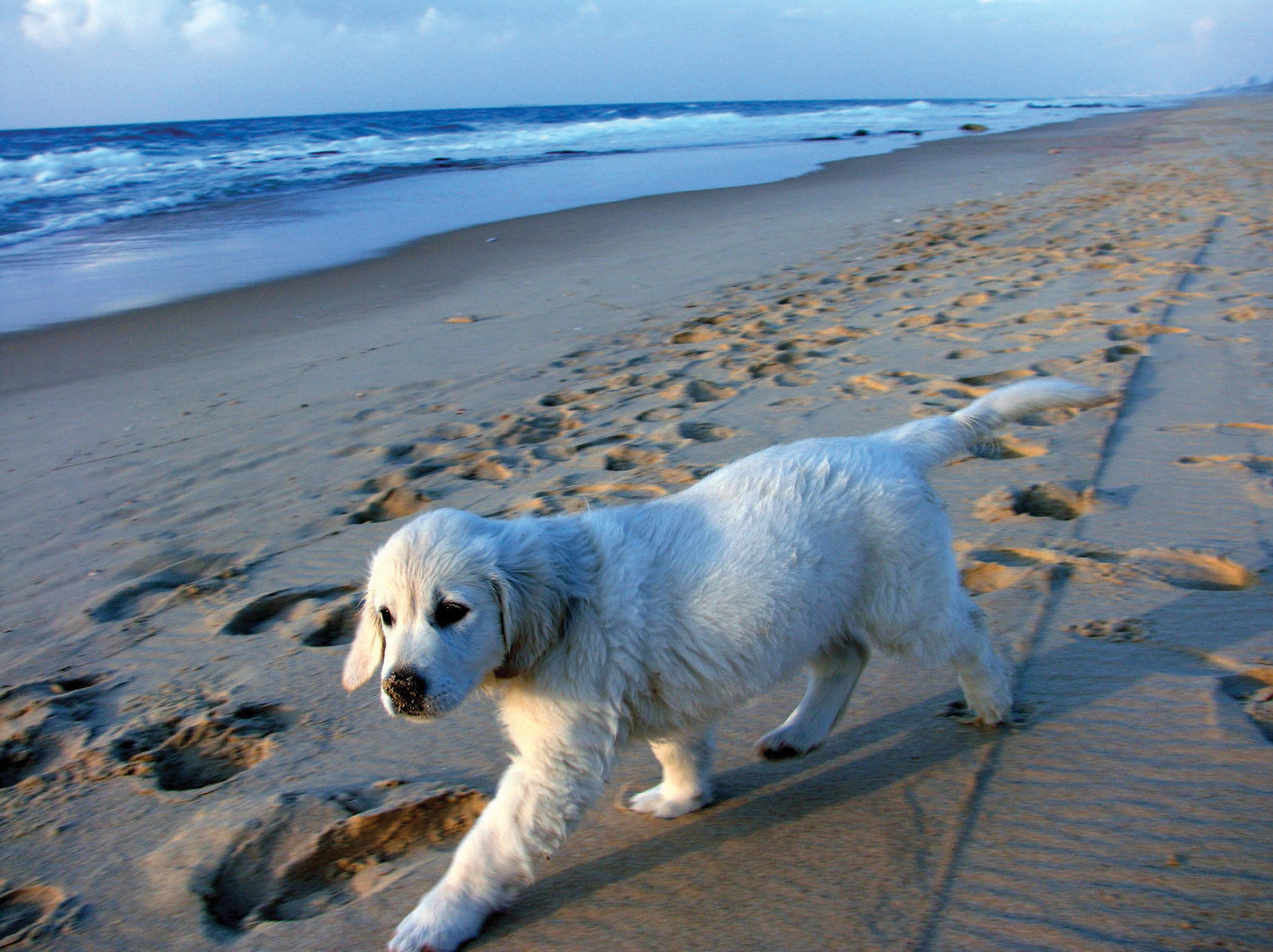 Dogs 500 pooch portraits to brighten your day - photo 7