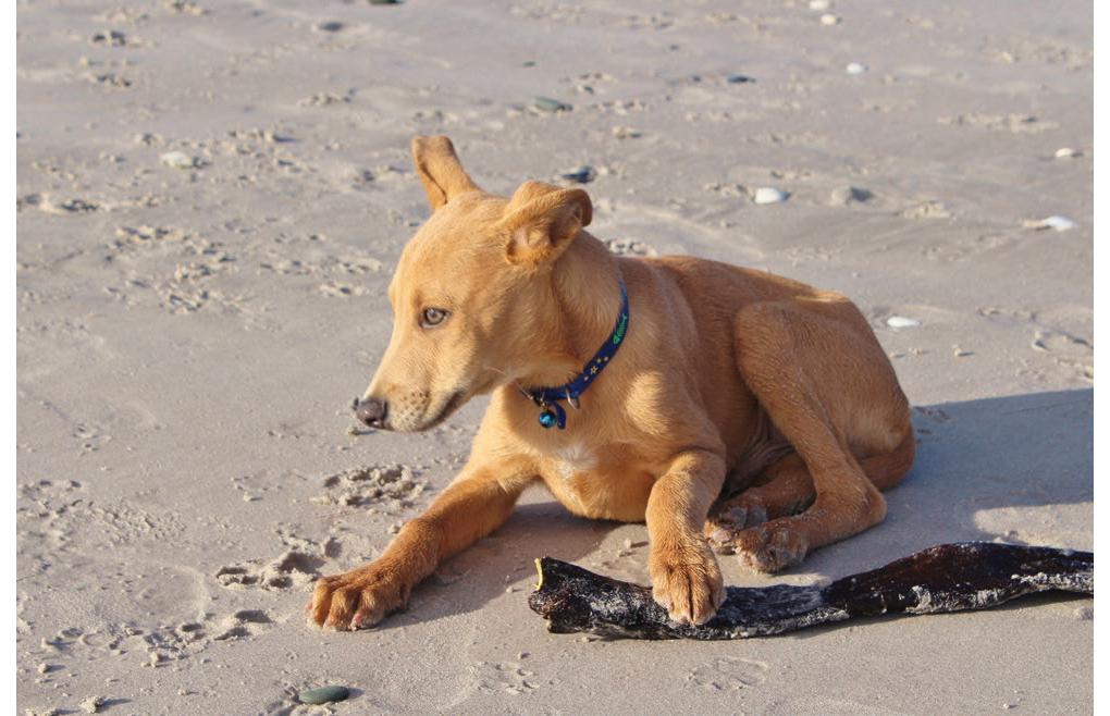 Dogs 500 pooch portraits to brighten your day - photo 9