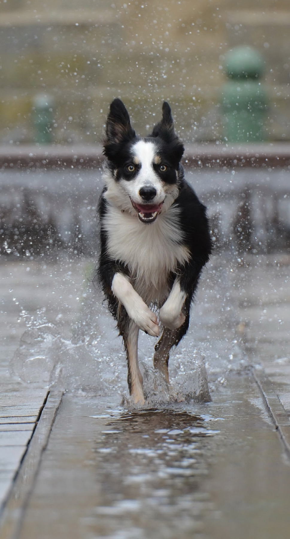 Dogs 500 pooch portraits to brighten your day - photo 20