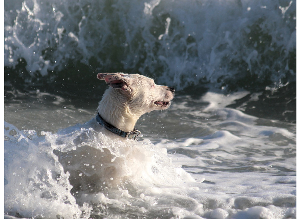 Dogs 500 pooch portraits to brighten your day - photo 23