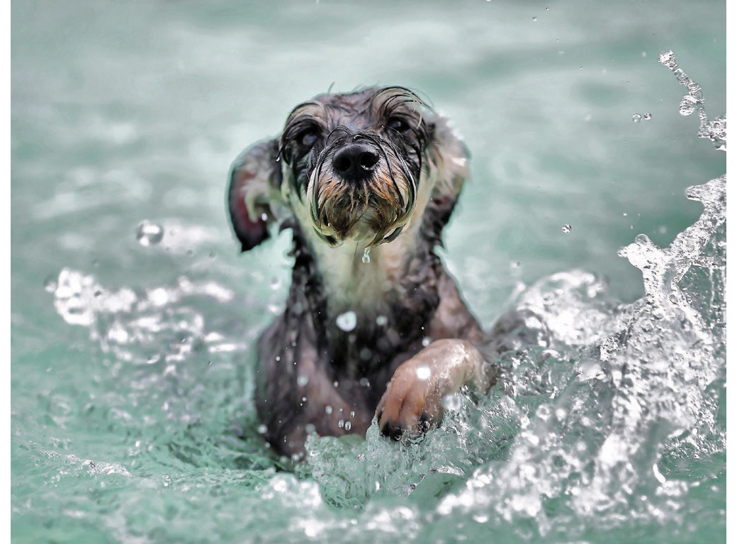 Dogs 500 pooch portraits to brighten your day - photo 24