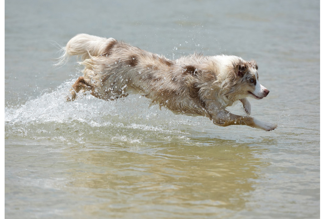 Dogs 500 pooch portraits to brighten your day - photo 25