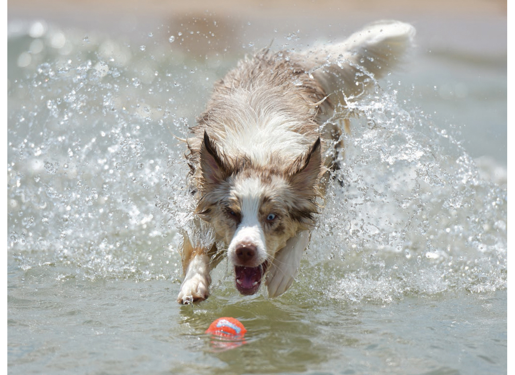 Dogs 500 pooch portraits to brighten your day - photo 27