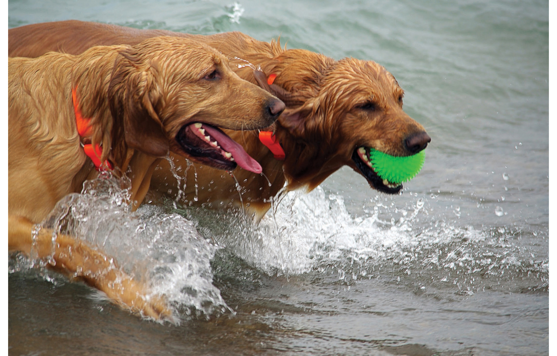 Dogs 500 pooch portraits to brighten your day - photo 30