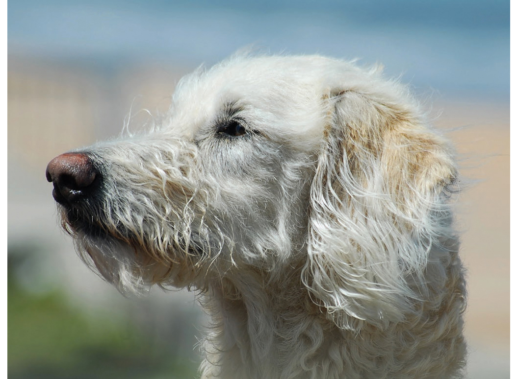 Dogs 500 pooch portraits to brighten your day - photo 32