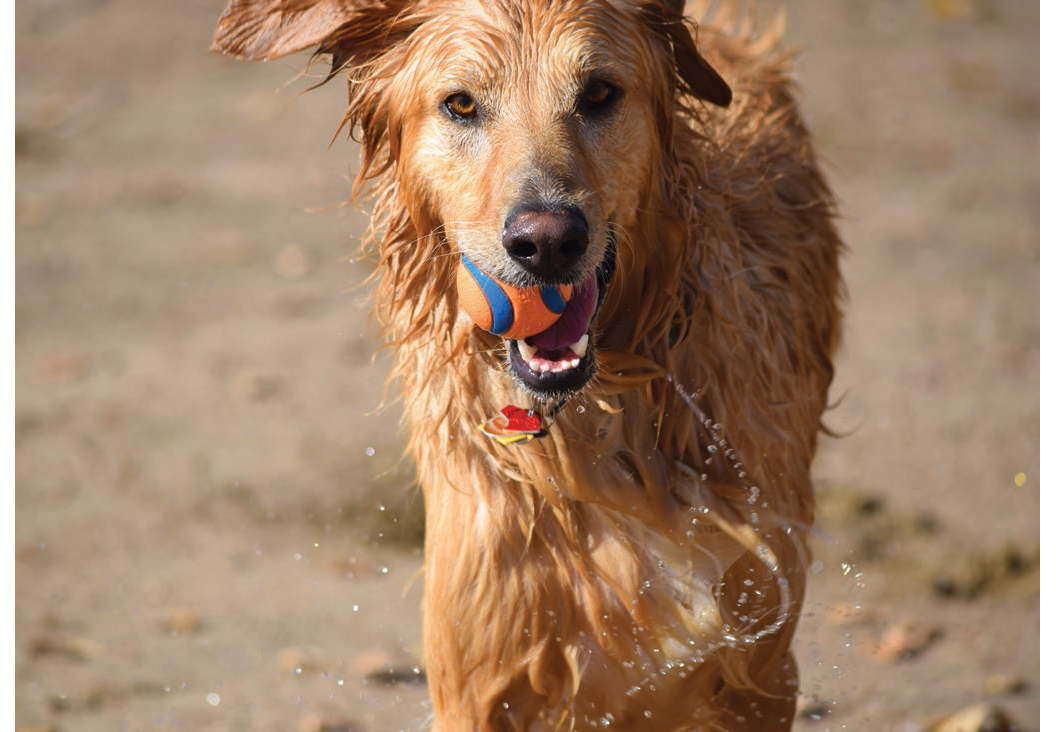 Dogs 500 pooch portraits to brighten your day - photo 34