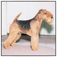 Learn the requirements of a well-bred Lakeland Terrier by studying the - photo 5