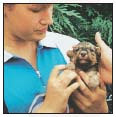 Find out about how to locate a well-bred Lakeland Terrier puppy Discover which - photo 6