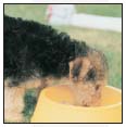 Cover the specifics of taking care of your Lakeland Terrier every day feeding - photo 7