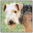 Know when to consider your Lakeland Terrier a senior and what special needs he - photo 10