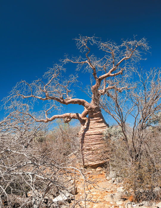 An unusual wrinkled Adansonia rubrostipa on the Mahafaly Plateau in - photo 6