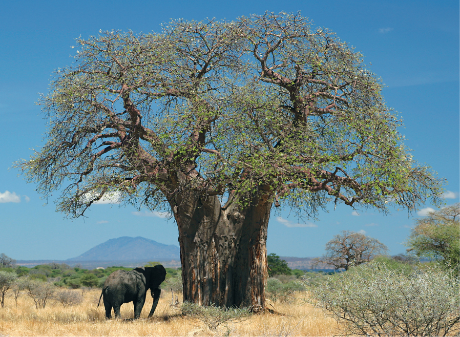 CONTENTS An unusual wrinkled Adansonia rubrostipa on th - photo 3