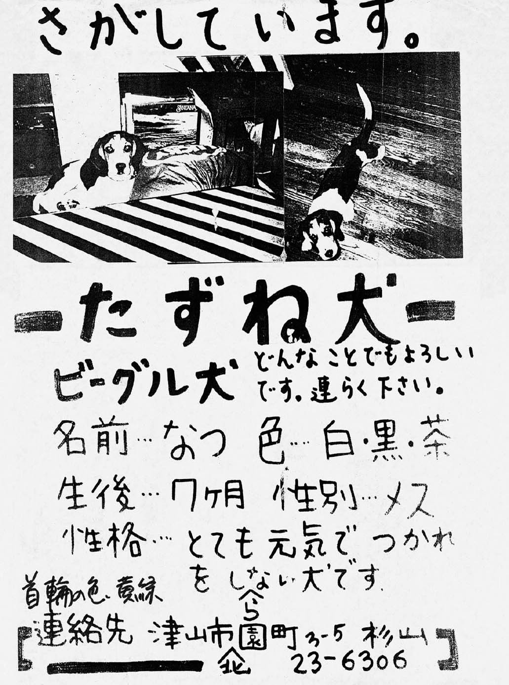 Natsu JAPAN Is this a missing dog poster or a missing boyfriend - photo 16