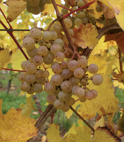 Theres nothing quite as delicious as a Riesling made from perfectly ripe grapes - photo 10