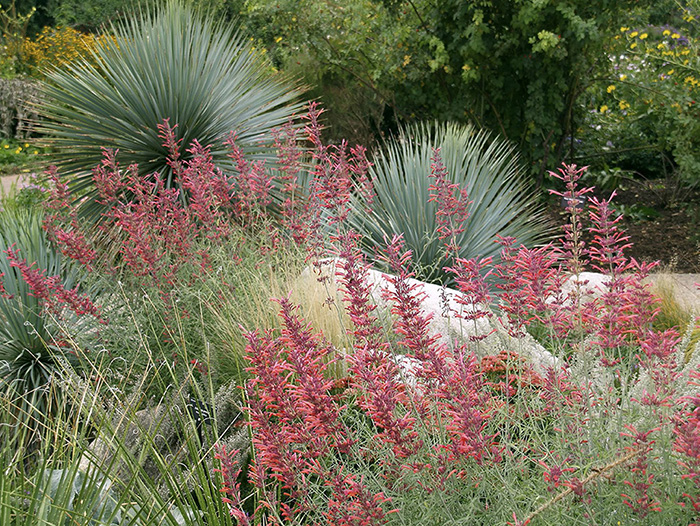 Agastache rupestris sunset hyssop CONTENTS - photo 3