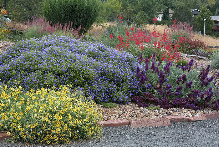 A stunning xeriscape at Kendrick Lake Gardens in Lakewood Colorado proves - photo 5