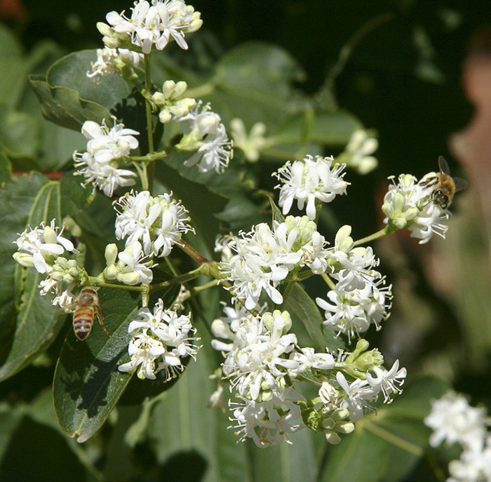 When they open in late summer the showstopping flowers of Heptacodium - photo 7